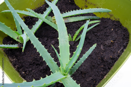 aloe vera plant