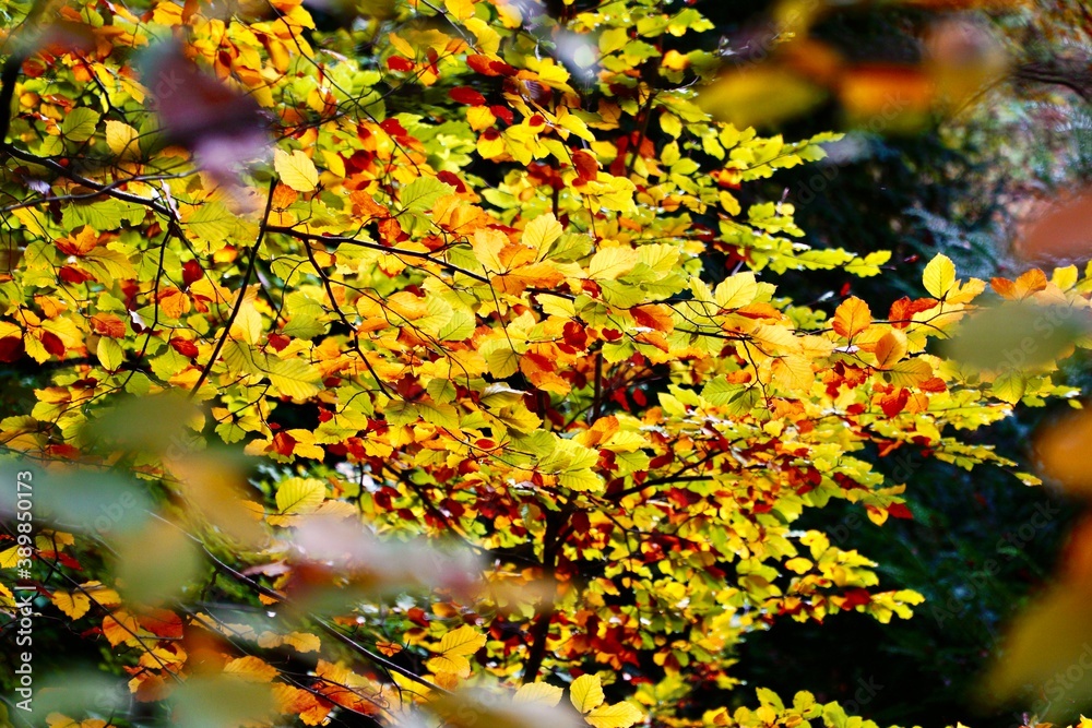Herbst Impressionen Herbst Impressionen