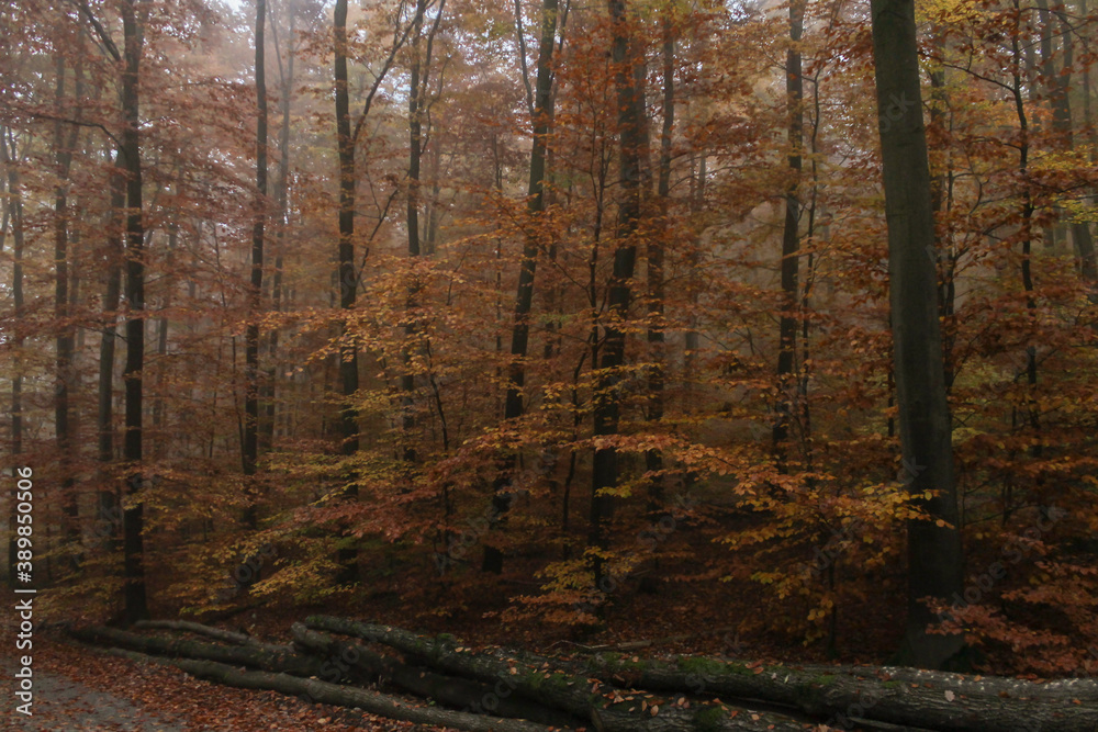 Fototapeta premium Autumn forest with high trees , yellow and red leaves ,and cut wood in the road. Forest protection and maintenance concept.Wood piles in amazing forest footpath landscape.