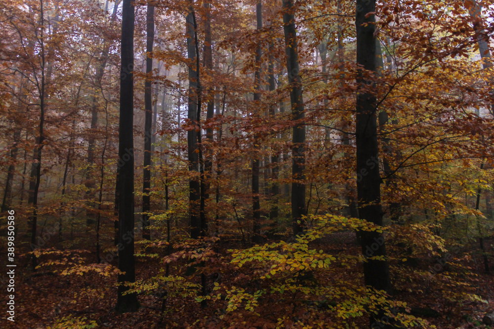 Autumn forest scenery, beautiful colorful trees in the forest with green, red and yellow leaves.Peaceful nature background concept.