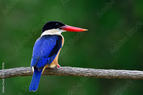 lovely blue wing black head and fresh red beak calmly sitting on wooden branch in soft lighting environment