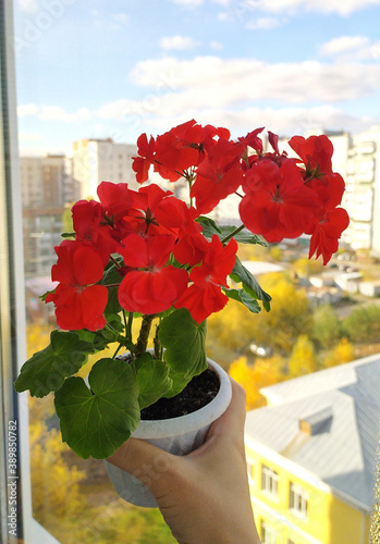 Pelargonium, Gerganium in a flower pot. green leaves, young shoots, sprout, seedling.
Floriculture, gardening. Flowering pelargonium. Red flower bud. Home plant. Flower in hand. Autumn landscape. photo