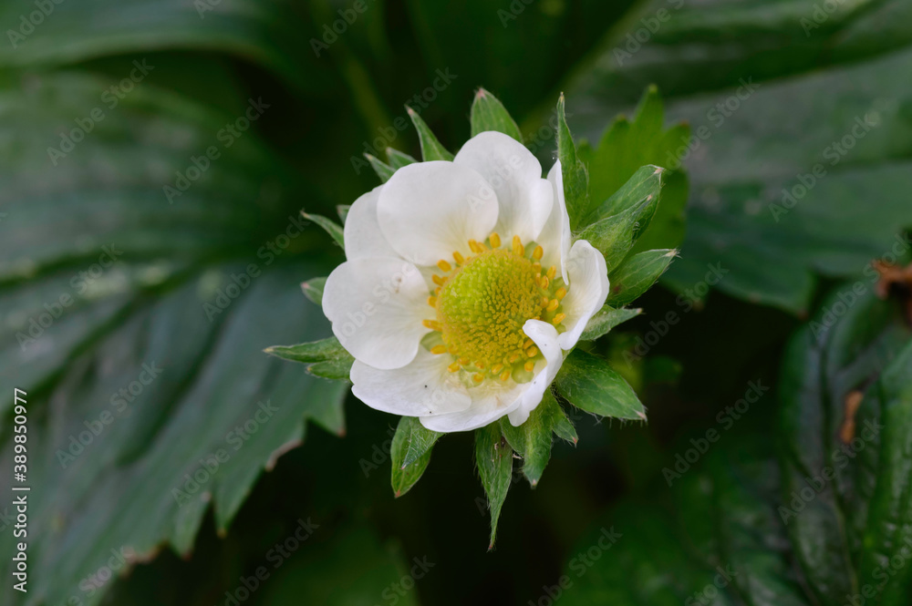 Fleur de fraisier