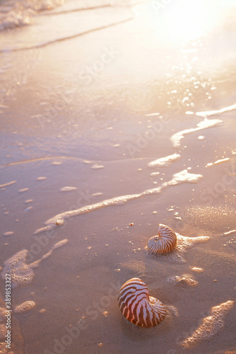 nautilus sea shell on golden sand beach in  soft sunset light