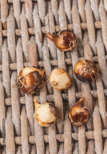 Camassia bulbs before planting, flat lay photo