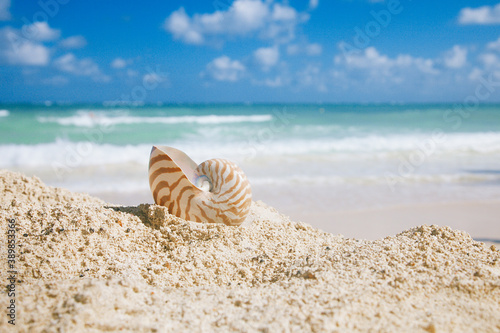 Fototapeta Naklejka Na Ścianę i Meble -  nautilus sea shell on golden sand beach in  soft sun light