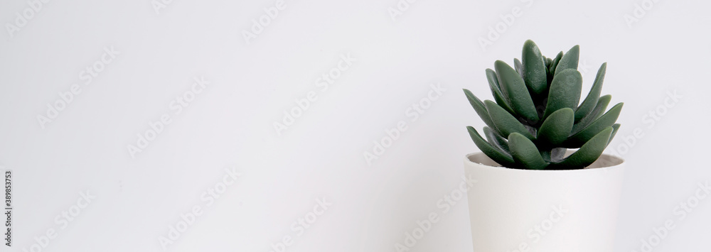 Mini plant succulent on wooden white desk, little plant and leaf in potted on table, copy space, nobody, tree in pot for decoration in home, texture background, spring and summer, banner website. Mini plant succulent on wooden white desk, little plant and leaf in potted on table, copy space, nobody, tree in pot for decoration in home, texture background, spring and summer, banner website.