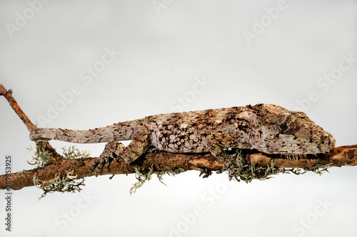 Falsches Chamäleon // Western Bearded Anole (Anolis barbatus), (Xiphosurus barbatus), (Chamaeleolis barbatus)