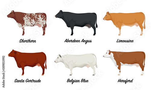 Shorthorn, Aberdeen Angus, Limousine , Santa Gertrude, Belgian Blue, Hereford Cows - The Best Beef Cattle Breeds Set. Farm animals. Vector Illustration.