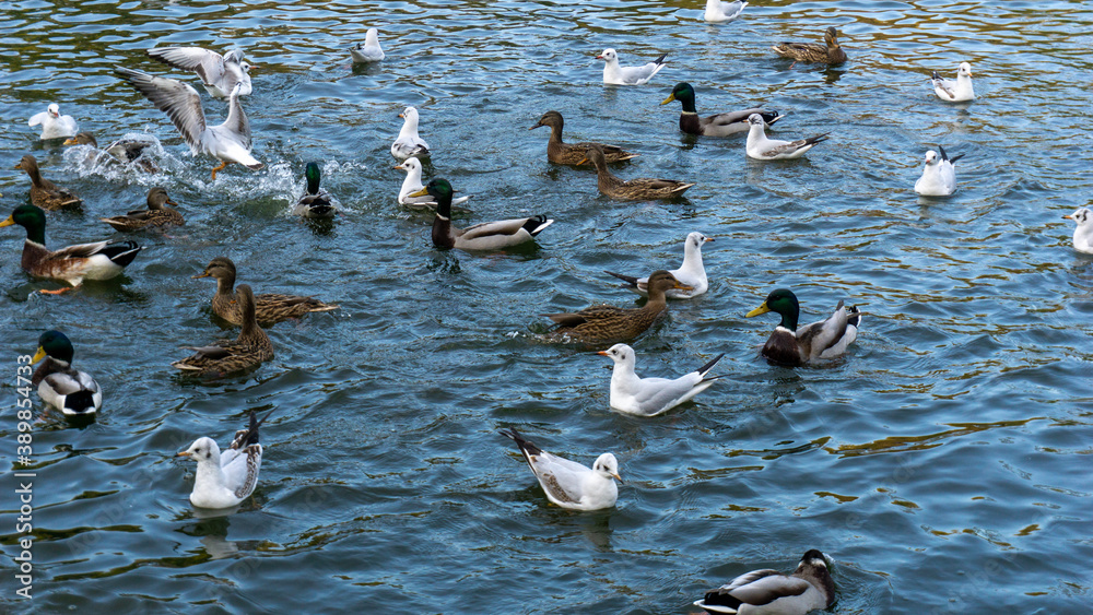 Fototapeta premium Beautiful ducks swim on the lake in autumn