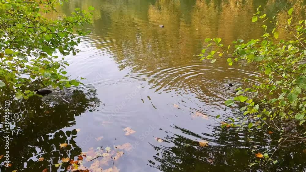 Mare à canards dans un espace vert Mare à canards dans un espace vert