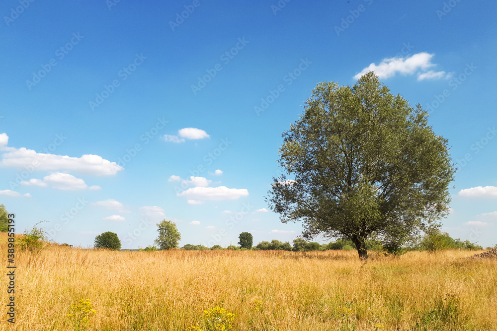 summer landscape with a single tree in a field with yellow grass and sunlight summer landscape with a single tree in a field with yellow grass and sunlight