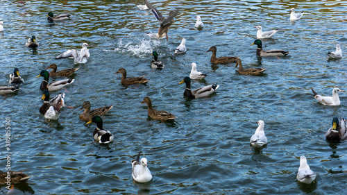 Beautiful ducks swim on the lake in autumn