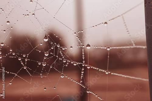  little soft water drops on a spider web on an autumn day close-up outdoors