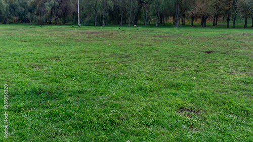 A close up of a lush green field