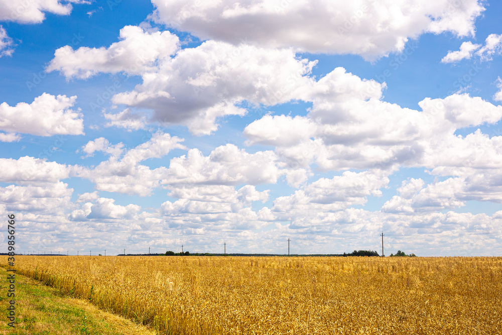 golden cereal field and blue sky towards cumulus clouds