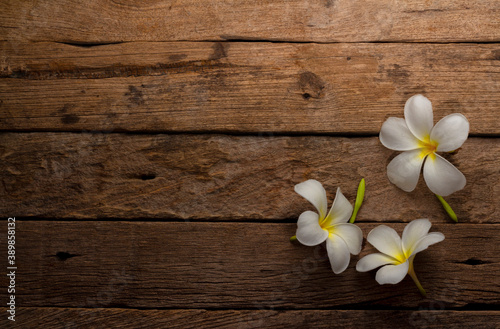 White Frangipani on wooden background   Plumeria Flower