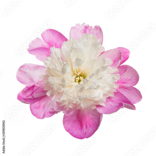 Beautiful white-pink peony flower isolated on white background. © ksi