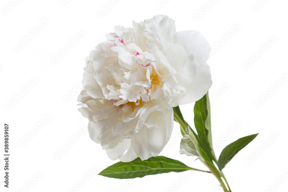 Delicate peony flower isolated on white background.