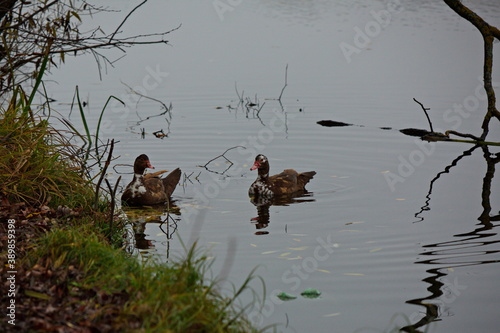 Ducks on the water of an autumn pond. © Олег Раков