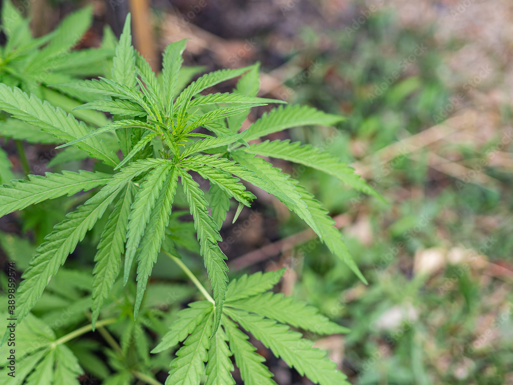 Close-up of cannabis plant growing at outdoors marijuana farm. The texture of marijuana leaves. Space for text. Concept of cannabis plantation for medical Close-up of cannabis plant growing at outdoors marijuana farm. The texture of marijuana leaves. Space for text. Concept of cannabis plantation for medical