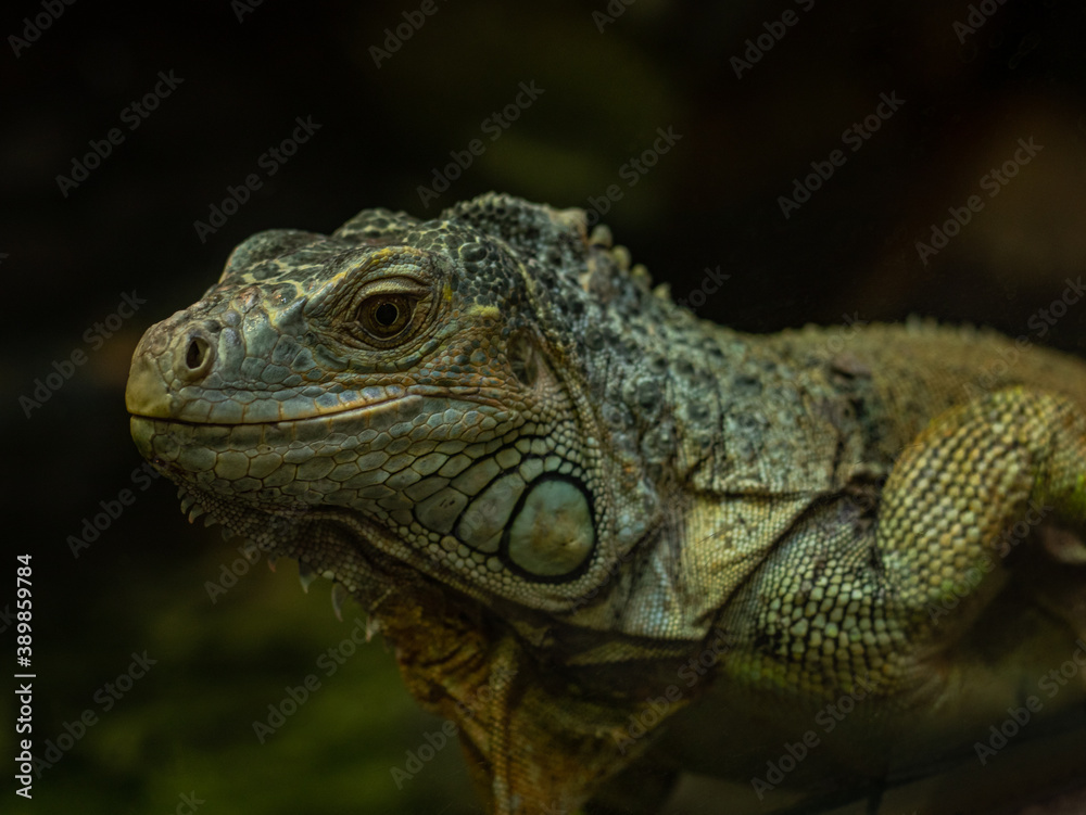 Green Iguana close-up on a dark background Green Iguana close-up on a dark background