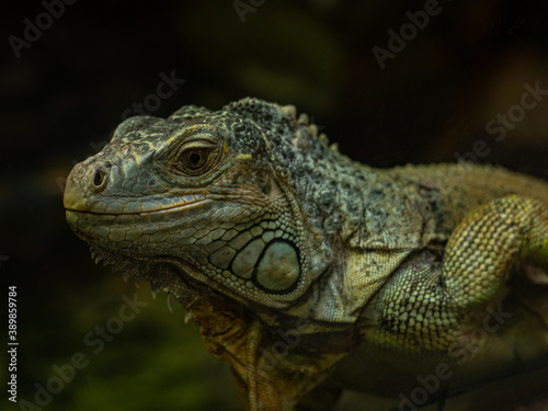 Green Iguana close-up on a dark background