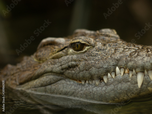 Close up of a gray crocodile