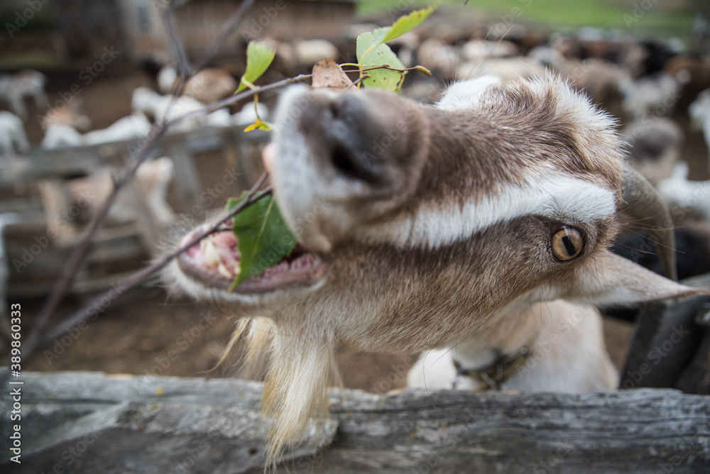 White goat eats leaves of tree in the pen on the farm White goat eats leaves of tree in the pen on the farm