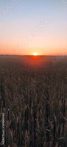 sunrise over the field