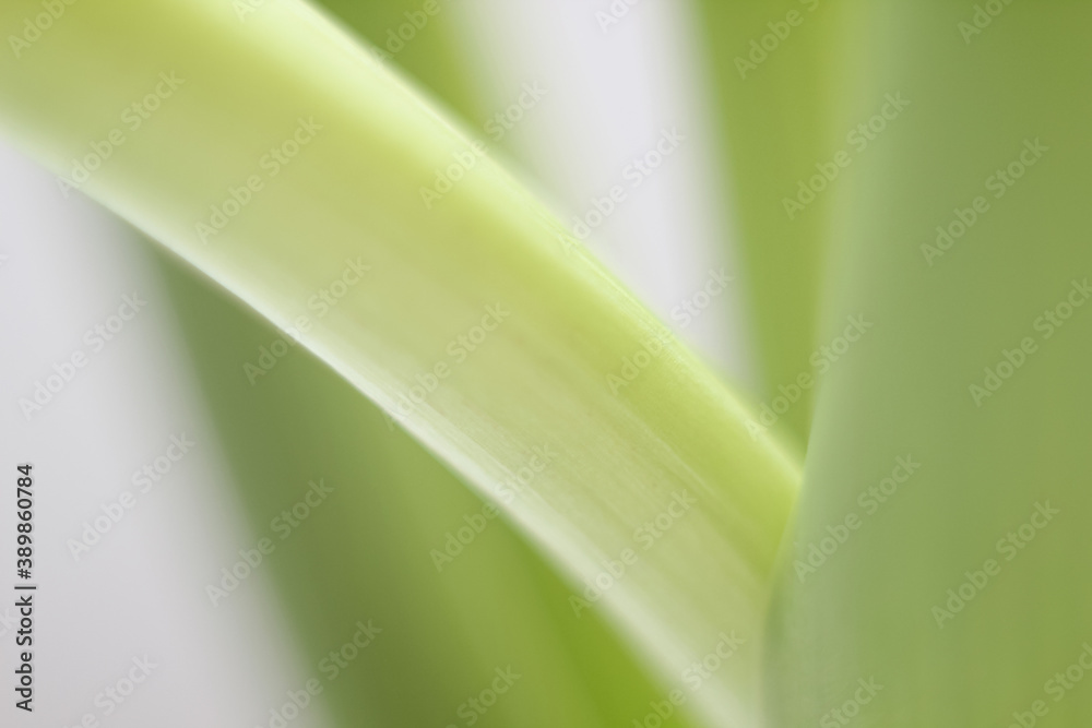 abstract grass background abstract grass background