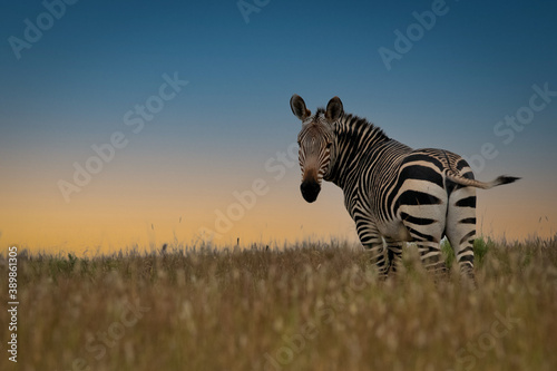 zebra in the wild © anja