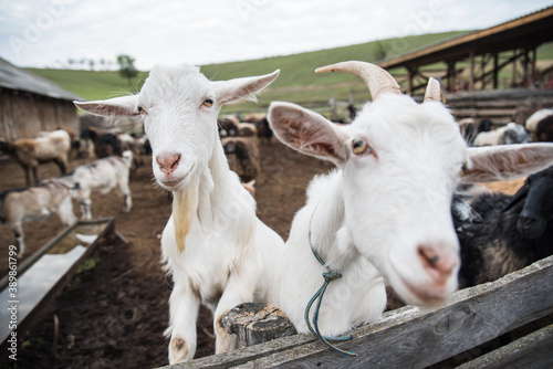 goats and sheep are on the farm outside in the paddock