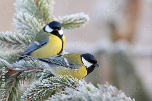 Great tit. Couple of birds in winter. Parus major.