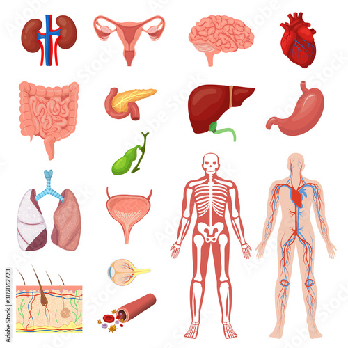 Human anatomy vector illustration medicine set. Cartoon flat anatomical medical infographic collection of cardiovascular skeletal system, internal body organ, lungs heart brain liver isolated on white