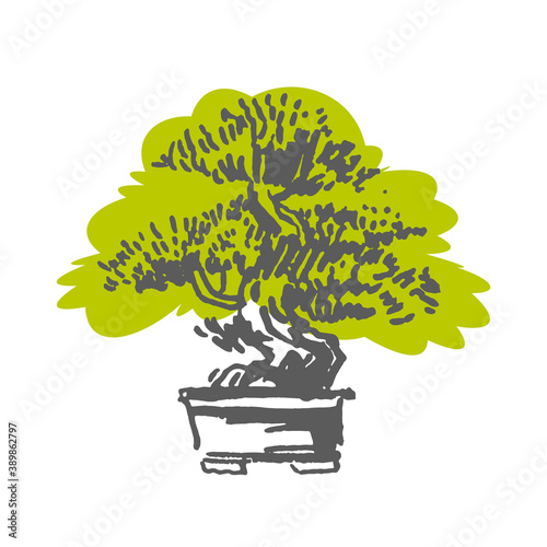 Japanese old bonsai tree in pot hand drawn logo photo