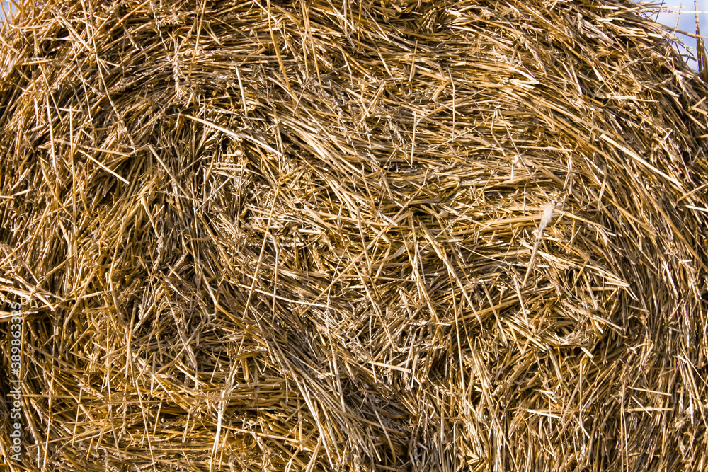 Haystack on a roll close up. Haystacks after harvest. Copy space. Background. Agricultire texture. To look for a needle in a haystack Haystack on a roll close up. Haystacks after harvest. Copy space. Background. Agricultire texture. To look for a needle in a haystack