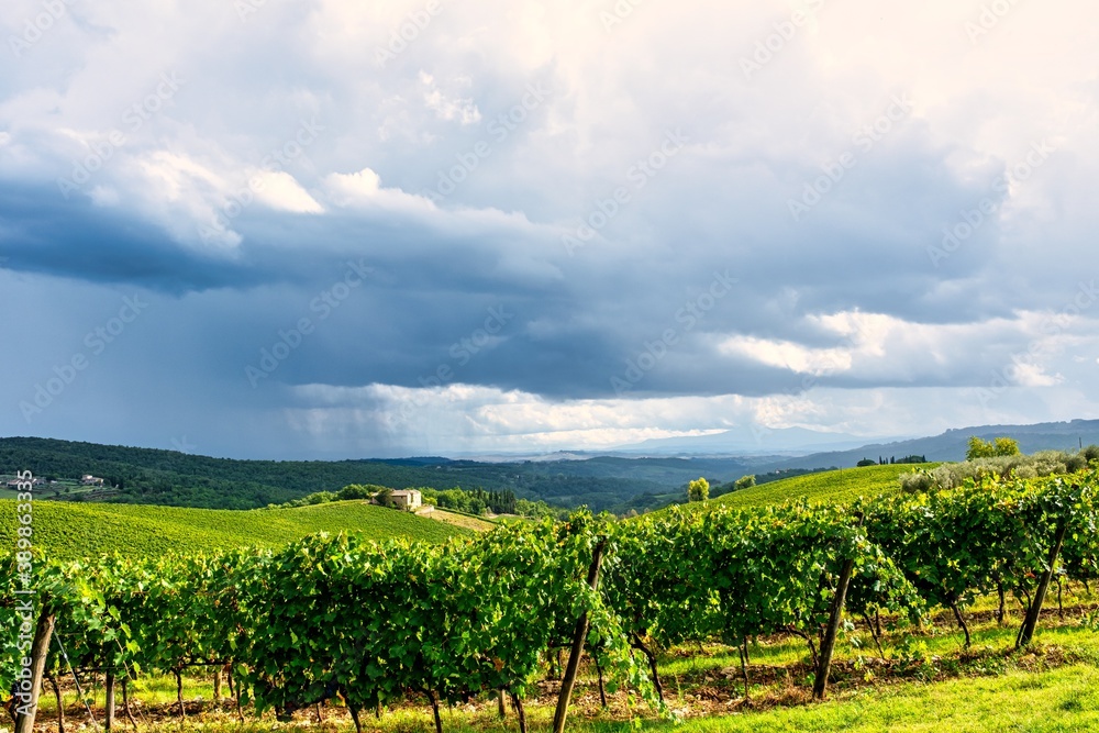 Tuscany Vineyard Field with Overcast Summer Sky