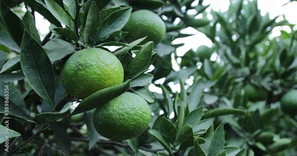 green tangerine on the tree green tangerine on the tree