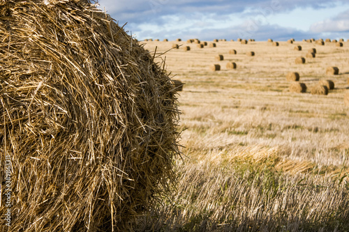 Haystack on a roll in the foreground. Autumn endless field in the background. Haystacks after harvest. Landscape with hay. Horizont. Cloudy sky. Copy space. To look for a needle in a haystack photo