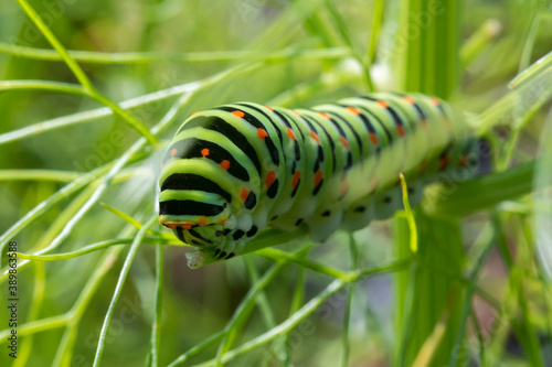 Chenille du papillon machaon photo