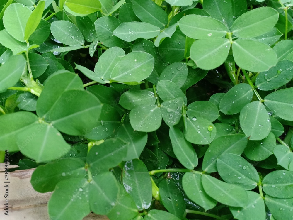 Arachis pintoi Arachis pintoi