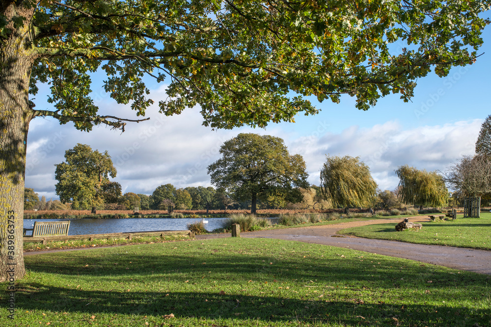 Obraz premium Shadow of tree