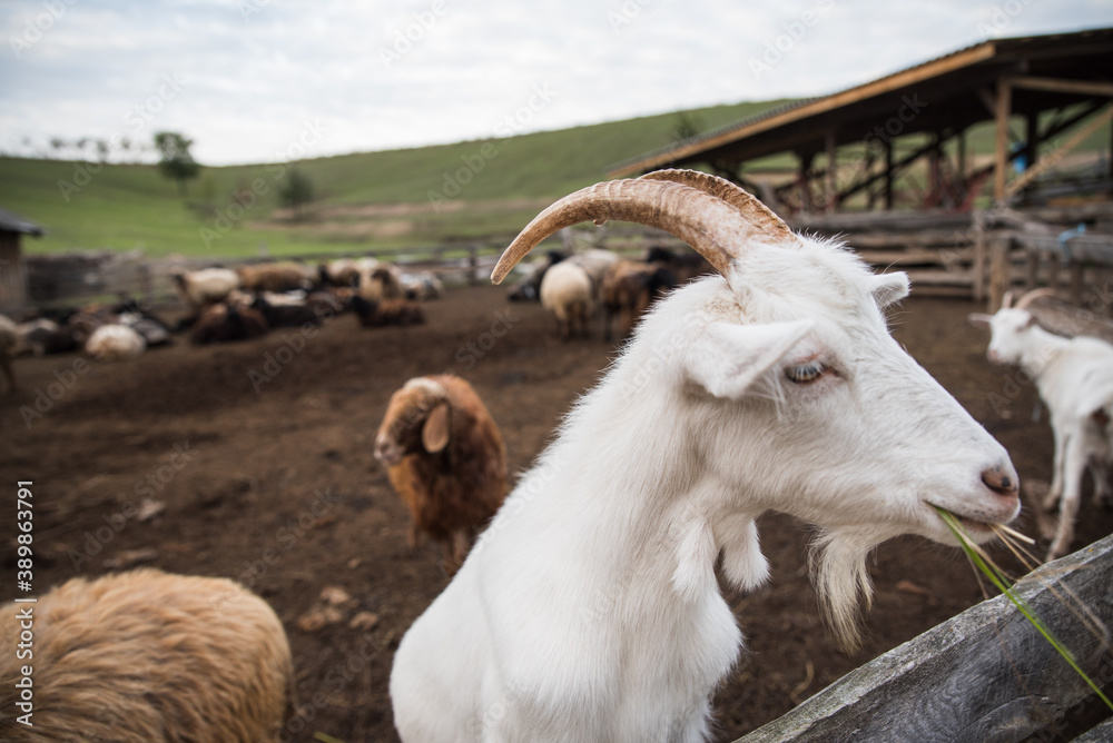 goats and sheep are on the farm outside in the paddock goats and sheep are on the farm outside in the paddock