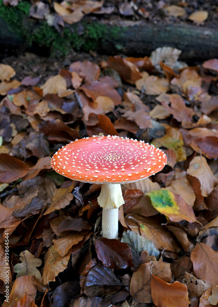 Fly agaric growing from the forest floor in autumn Fly agaric growing from the forest floor in autumn