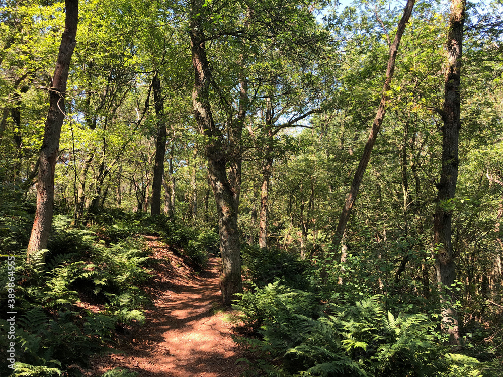 Fototapeta premium Trail through the forest around Beerze