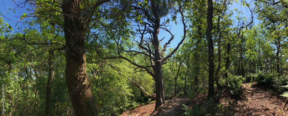 Fototapeta premium Trail through the forest around Beerze