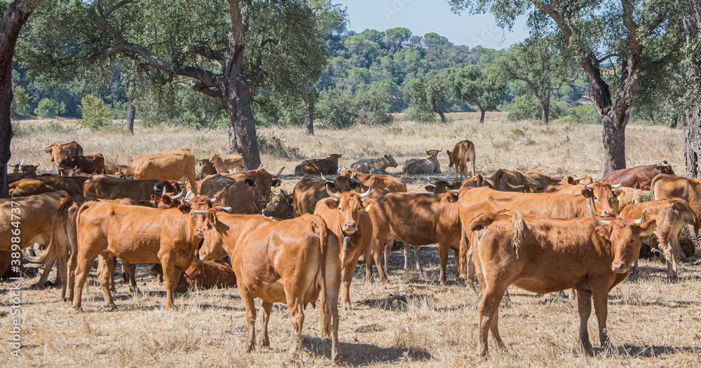 cows resting in the shade of the oaks.