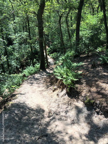 Trail through the forest around Beerze photo