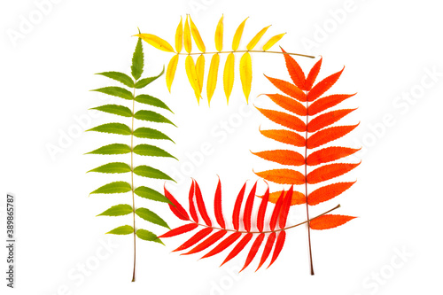 Red and yellow leaves of smoouth sumac isolated on white background. Autmn concept. Space for text